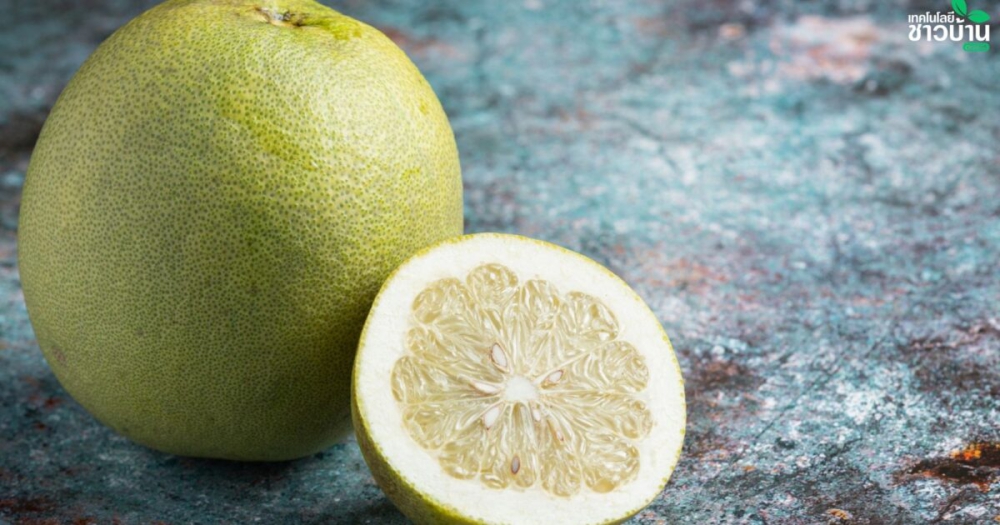 รวมสายพันธุ์ส้มโอ