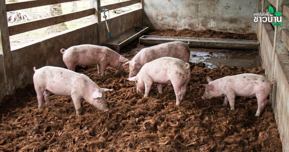 เลี้ยงหมูไม่มีกลิ่น!