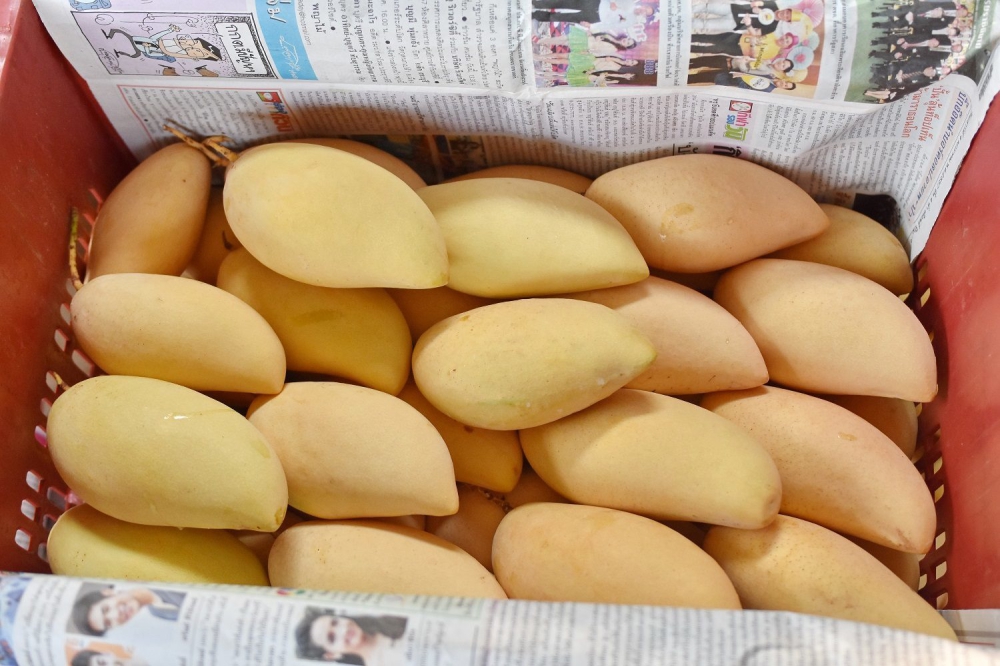 เจาะความสำเร็จการ“ปลูกมะม่วงเพื่อการส่งออก”​