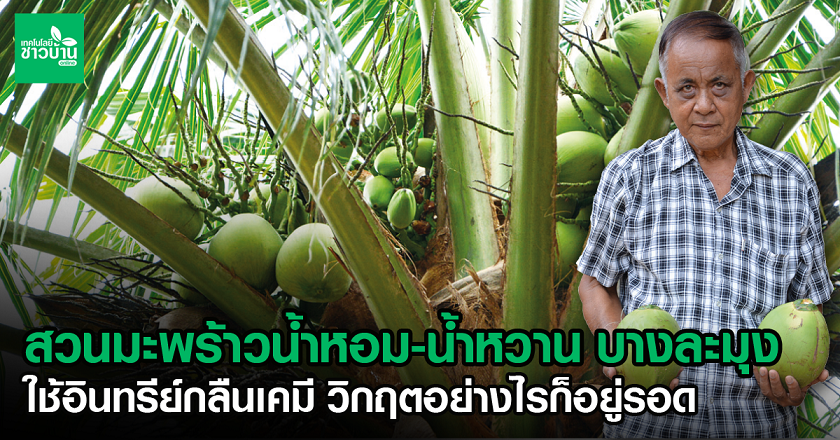 สวนมะพร้าวน้ำหอม-น้ำหวาน