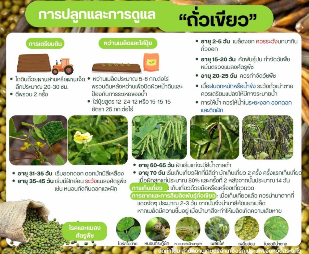 การปลูกและการดูแล ถั่วเขียว