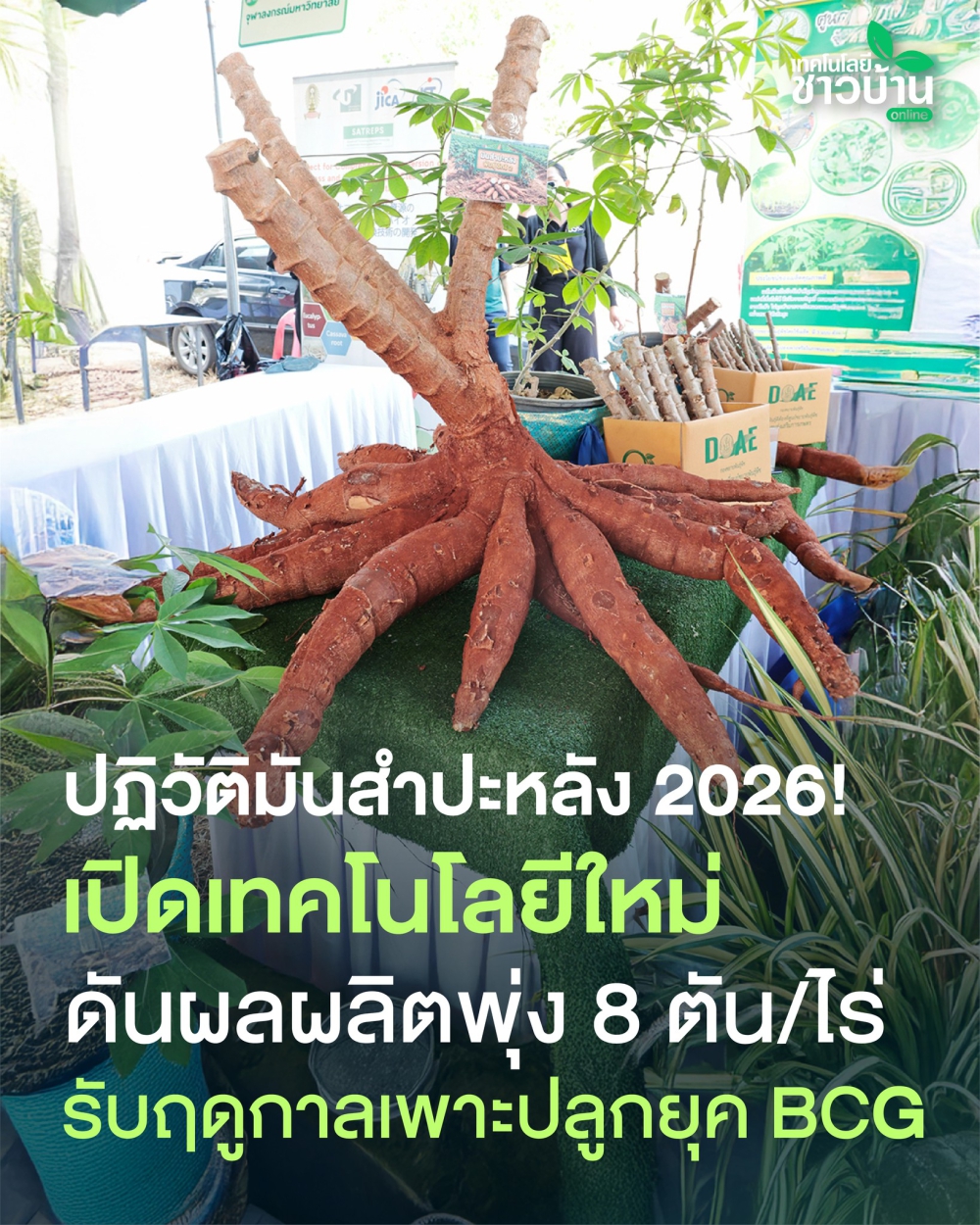 ปฏิวัติมันสำปะหลัง