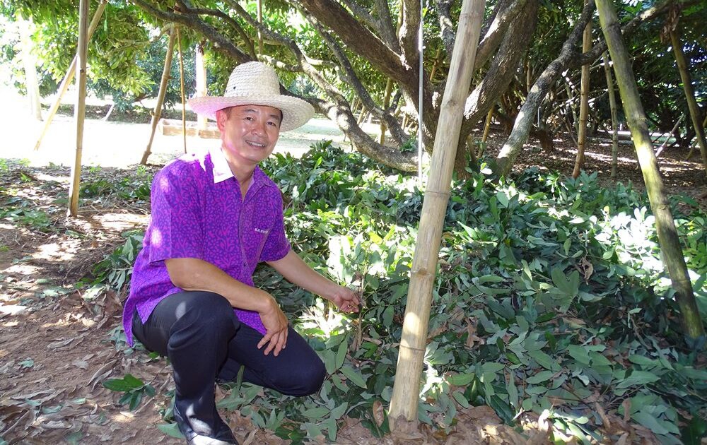 วิธีทำปุ๋ยหมักง่ายๆ  ใต้ต้นลำไย