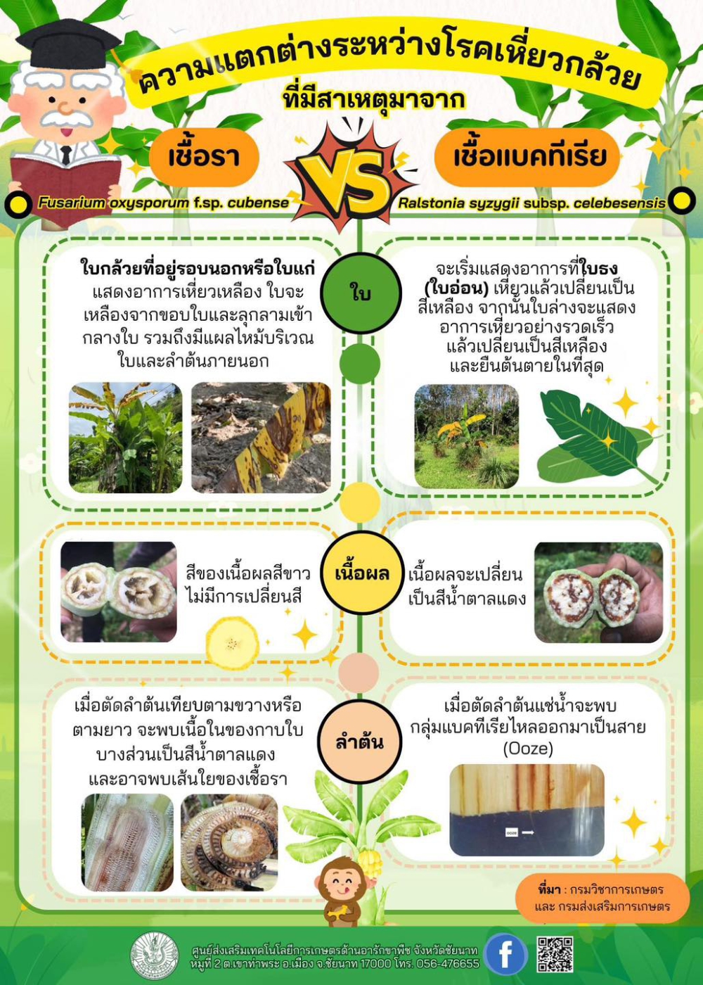 ความแตกต่างระหว่างโรคเหี่ยวกล้วยที่มีสาเหตุมาจากเชื้อราและเชื้อแบคทีเรีย