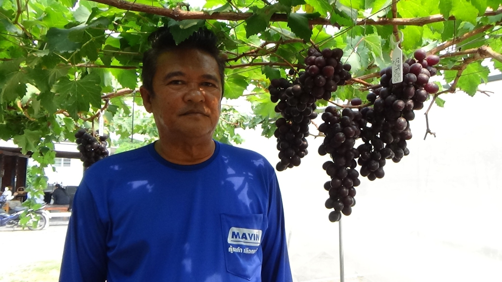 จังหวัดอ่างทองก็ปลูกองุ่นได้น้าาา