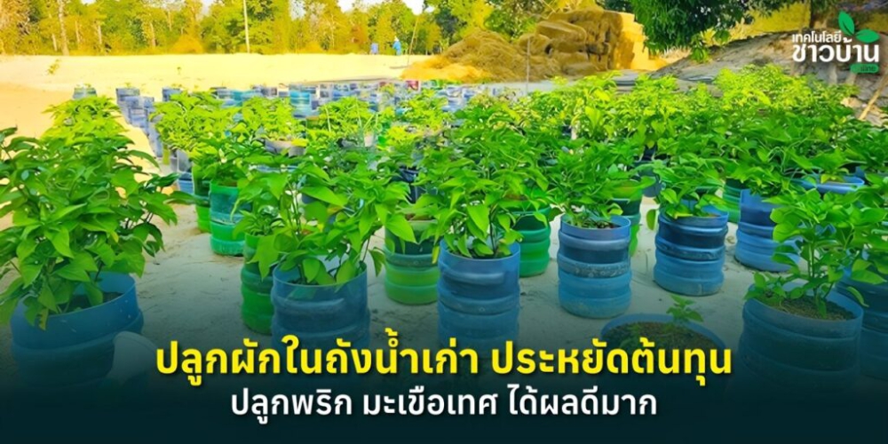 ปลูกผักในถังน้ำเก่า