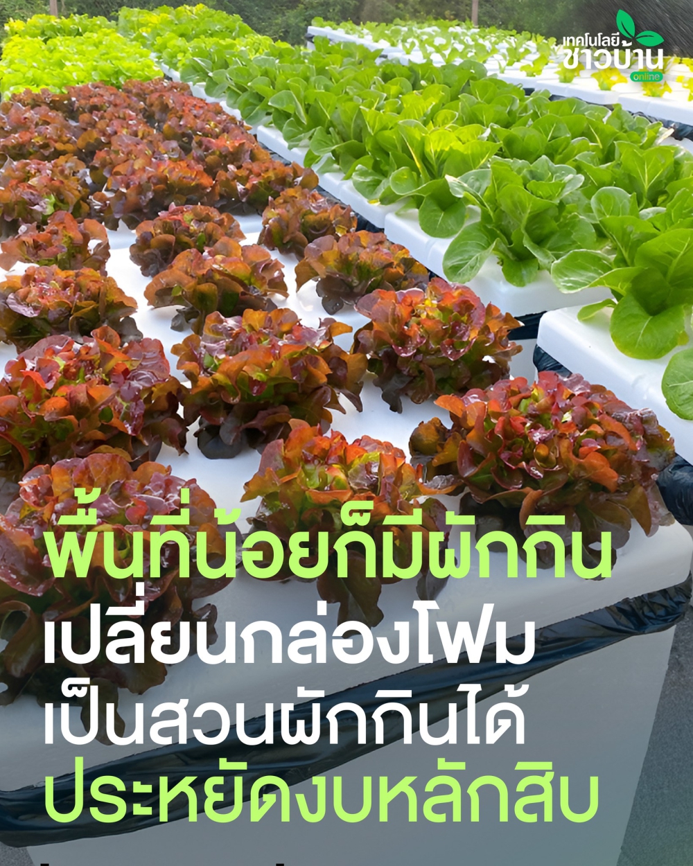 ปลูกผักสลัดในกล่องโฟม