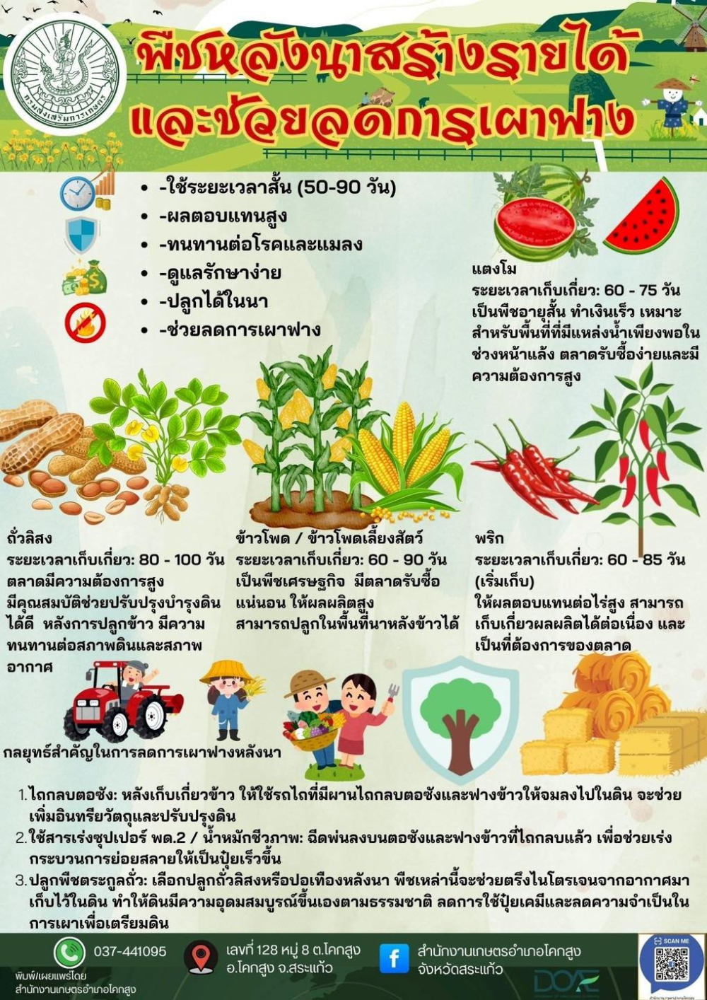 พืชหลังนาสร้างรายได้และช่วยลดการเผาฟาง