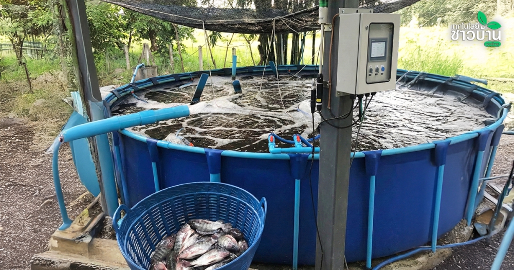 เลี้ยงปลานิลยุคใหม่