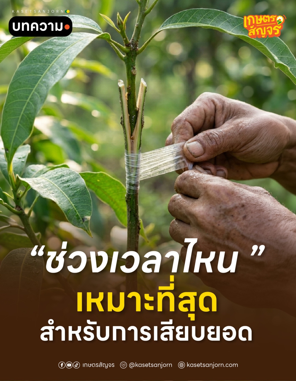 ช่วงเวลาไหน เหมาะที่สุดสำหรับการเสียบยอด