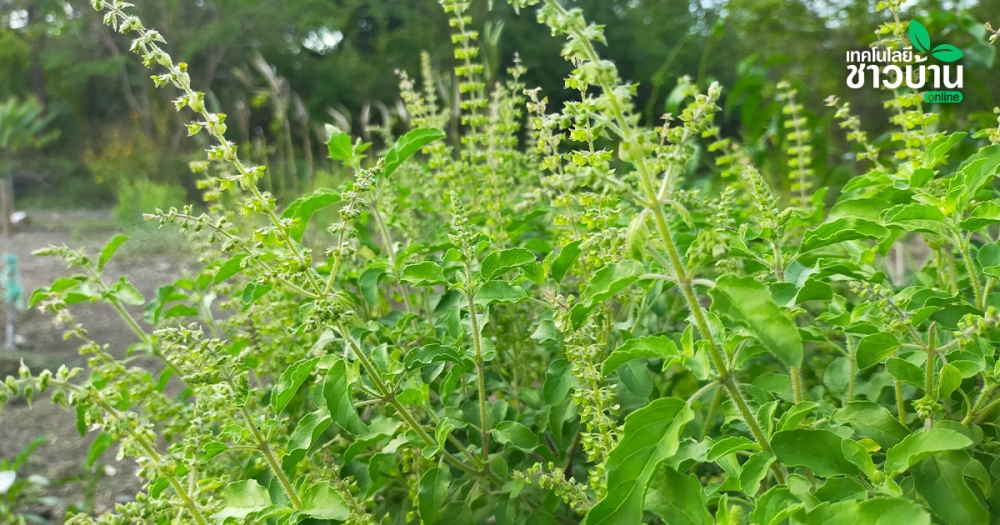 “แกล้งกะเพรา”เคล็ดลับที่ทำให้ต้นกะเพราสูงใหญ่