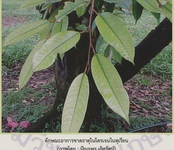 ทุเรียนขาดไนโตรเจนมีอาการอย่างไร