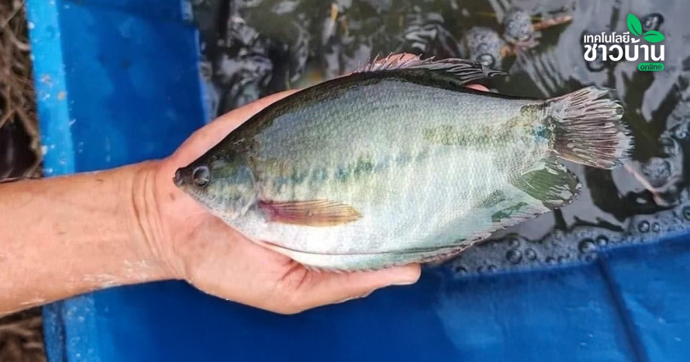 ยกระดับ“ปลาสลิดไทย”พัฒนาพันธุ์รุ่น