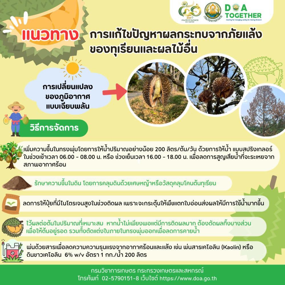 แนวทางการแก้ไขปัญหาผลกระทบจากภัยแล้งของทุเรียนและผลไม้อื่น