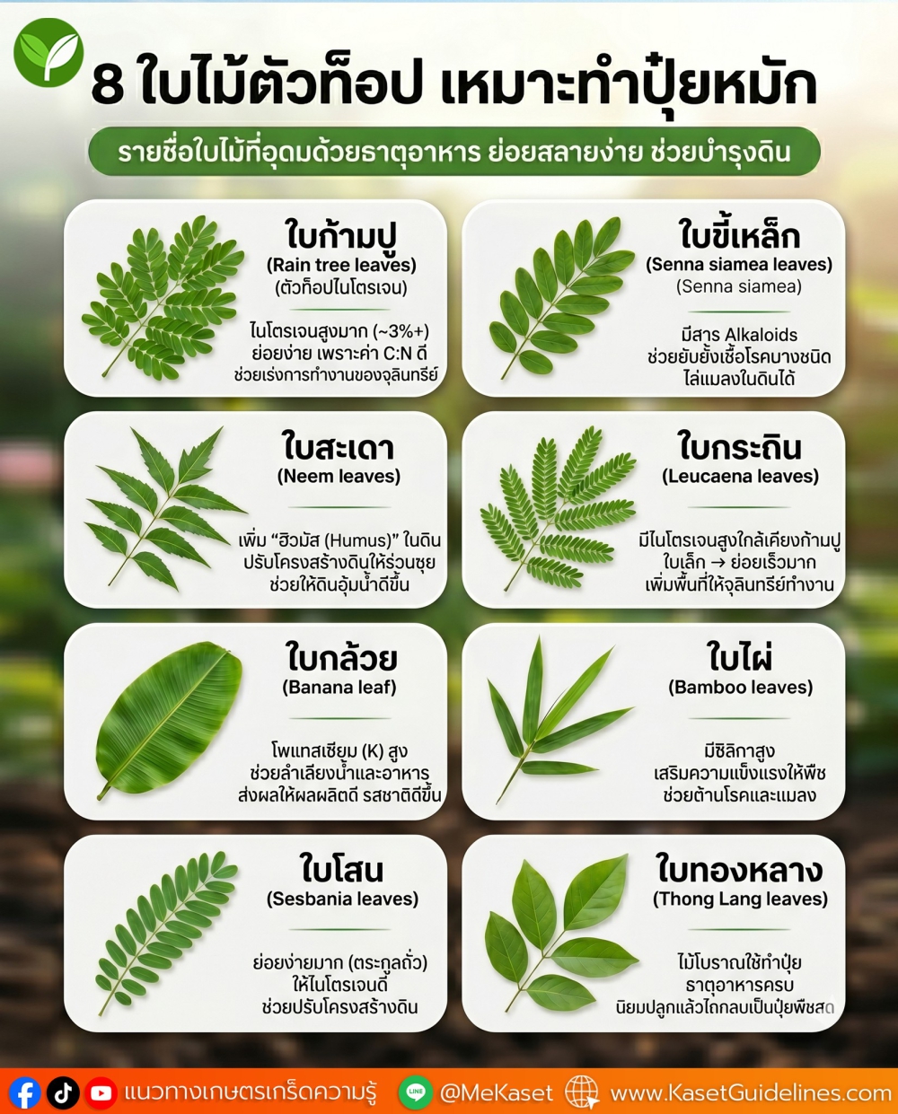 8ใบไม้ตัวท็อปทำปุ๋ยหมักเปลี่ยนของเหลือให้เป็น