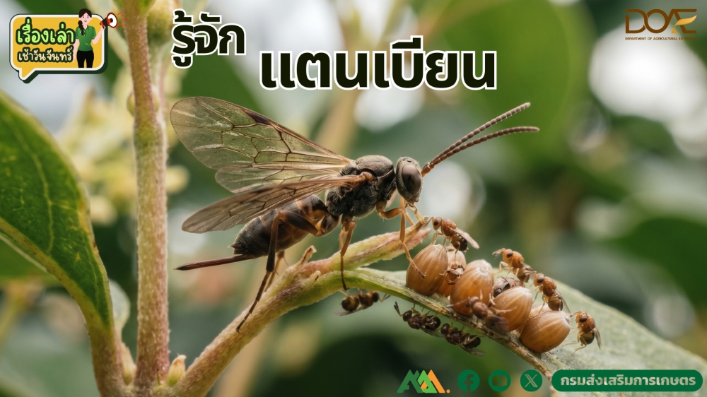 มารู้จัก แตนเบียน