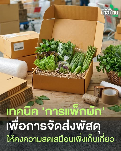 เทคนิค‘การแพ็กผัก’เพื่อการจัดส่งพัสดุ