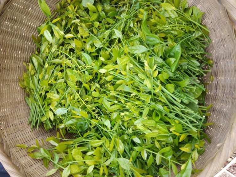 สูตรลับโตไวปลูกผักหวานเอียง45องศารากเดินดี