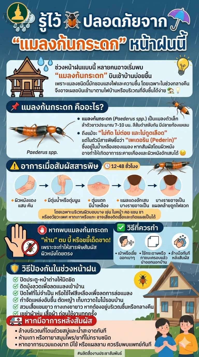 รู้ไว้ ปลอดภัยจาก “แมลงก้นกระดก” หน้าฝนนี้