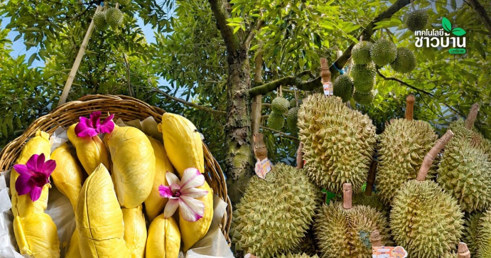ทุเรียนปราจีนGIถอดรหัสสวนน้ำเงิน