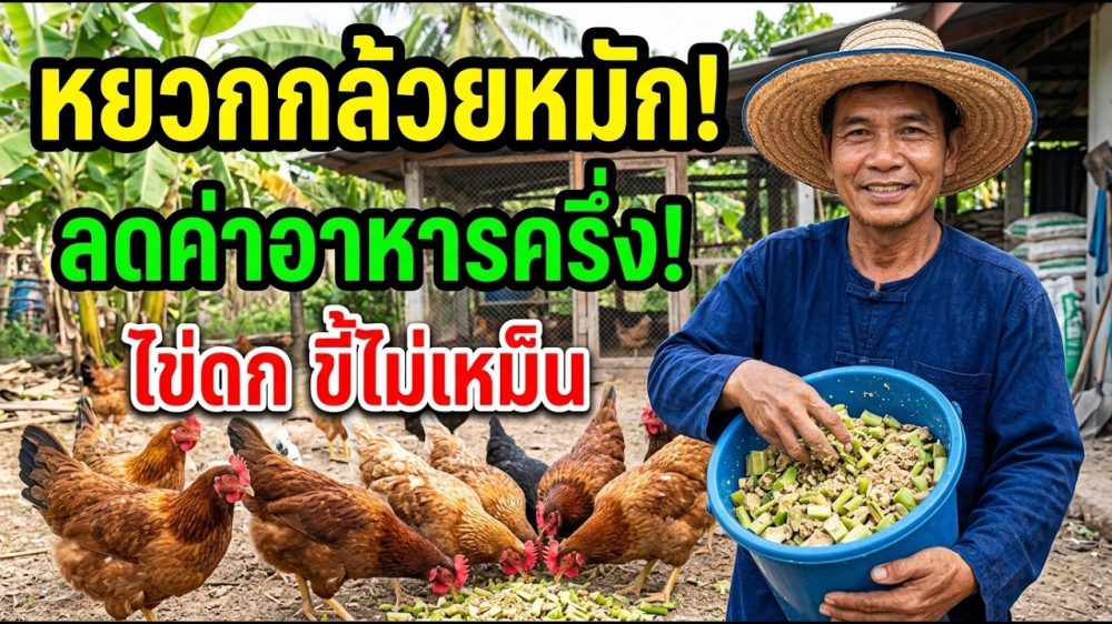 ประหยัดค่าอาหารไก่ได้ครึ่งนึง!