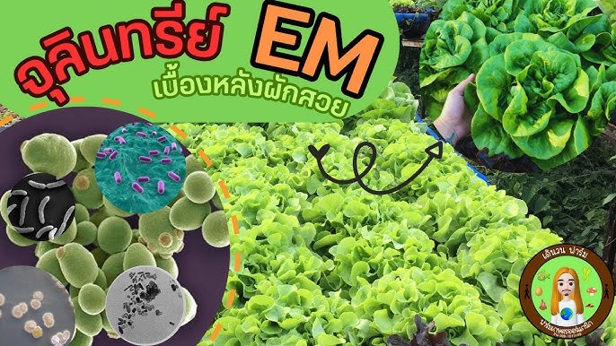 วิธีทำEMไว้ใช้เองผักสวยดินดีประหยัดเงิน