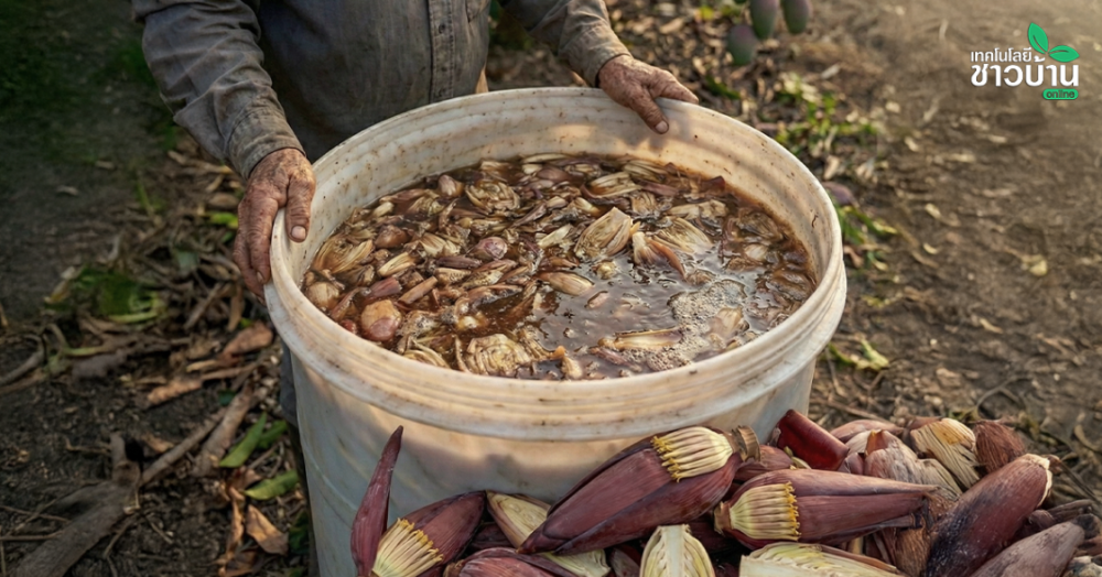 สูตรลับจากเกษตรกร