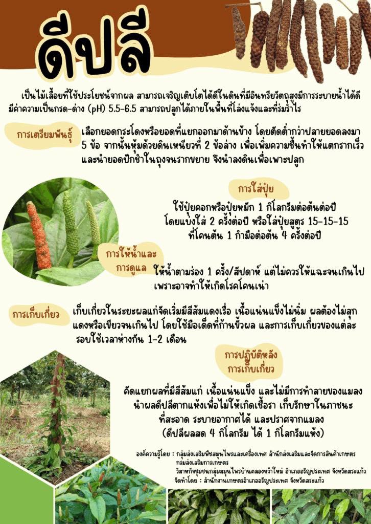 ประโยชน์ของดีปลี