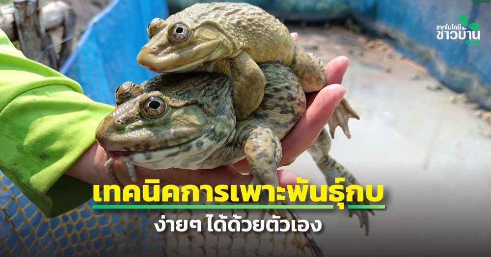 เทคนิคการเพาะพันธุ์กบง่ายๆ