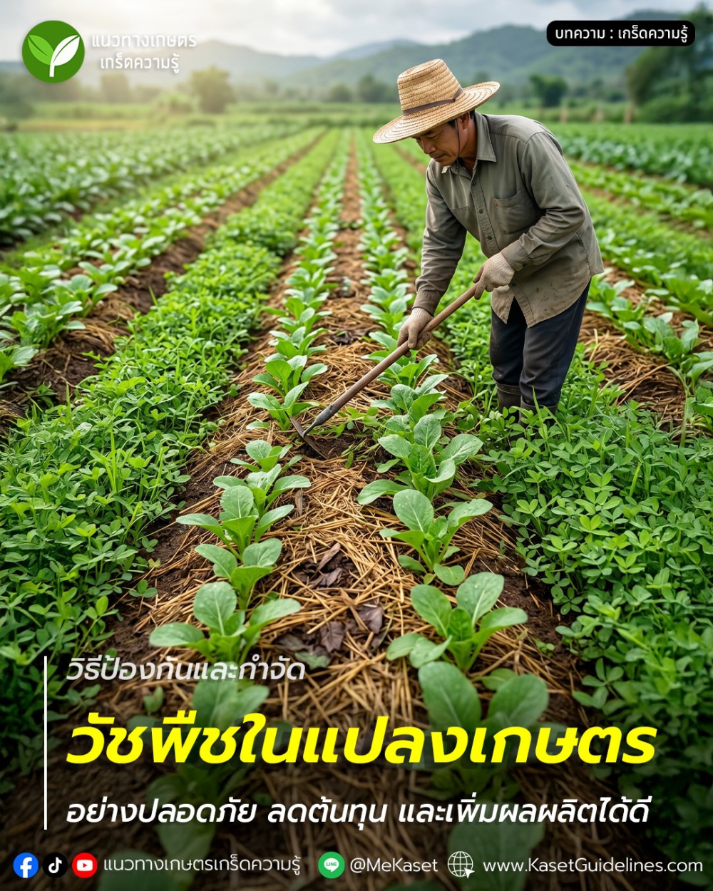 วิธีป้องกันและกำจัดวัชพืชในแปลงเกษตรอย่างปลอดภัย