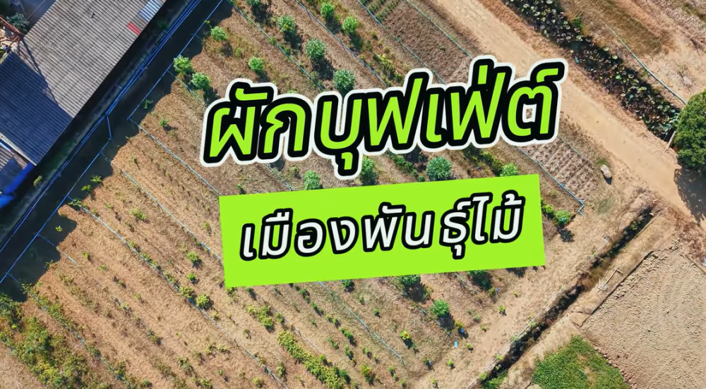 แปลงผักบุฟเฟต์:Vegetablegardenbuffetปลูกครั้งเดียว