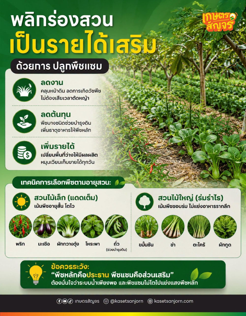 พลิกร่องสวนเป็นรายได้เสริม ด้วยการปลูกพืชแซม