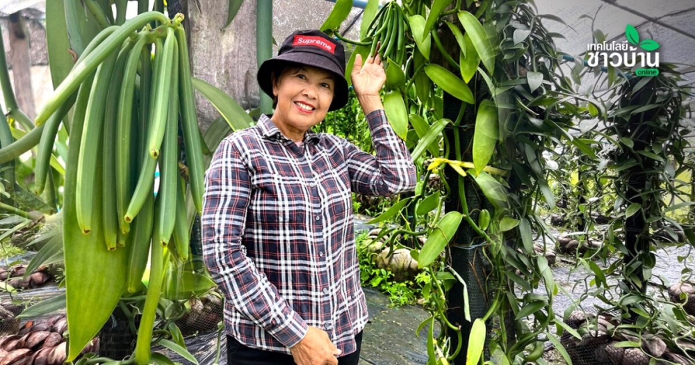 เกษตรกรวัยเกษียณเมืองคอน