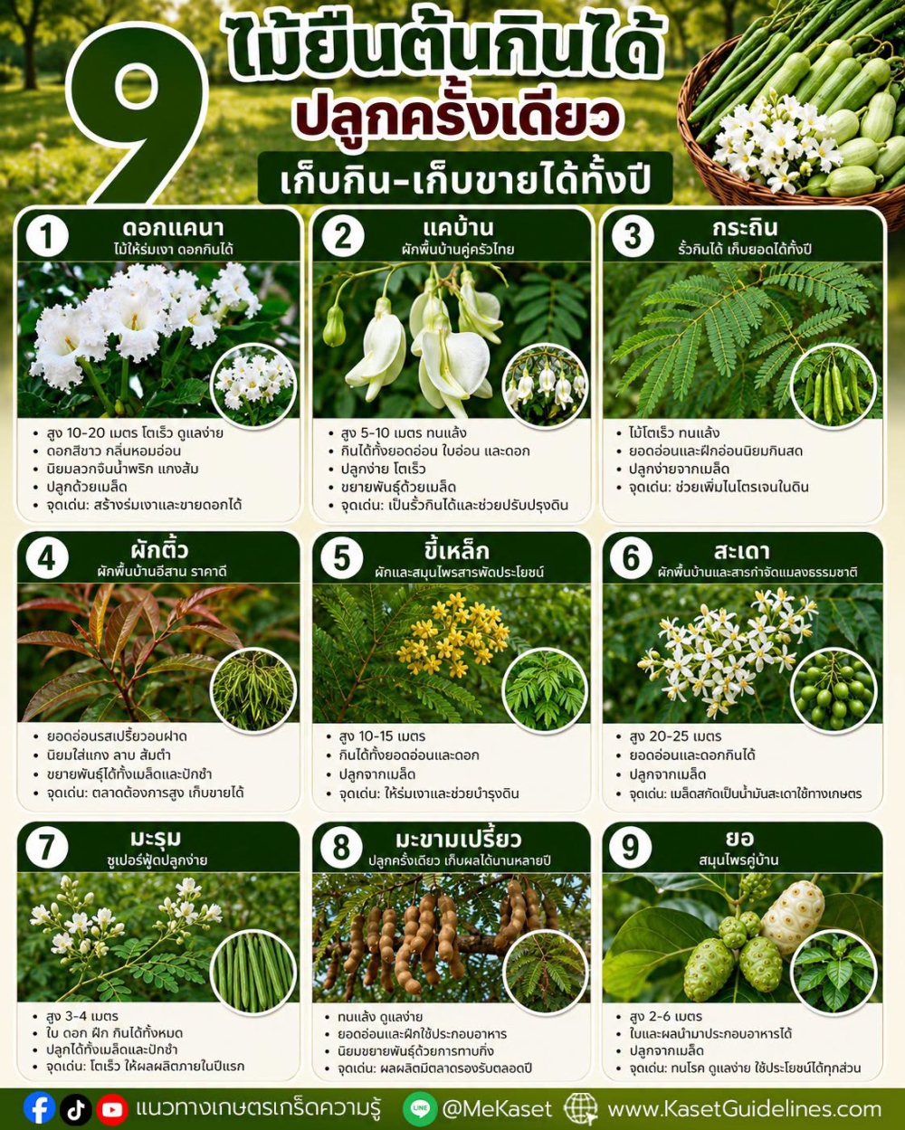 9ไม้ยืนต้นกินได้ปลูกครั้งเดียวเก็บกิน-เก็บขายได้ทั้งปี