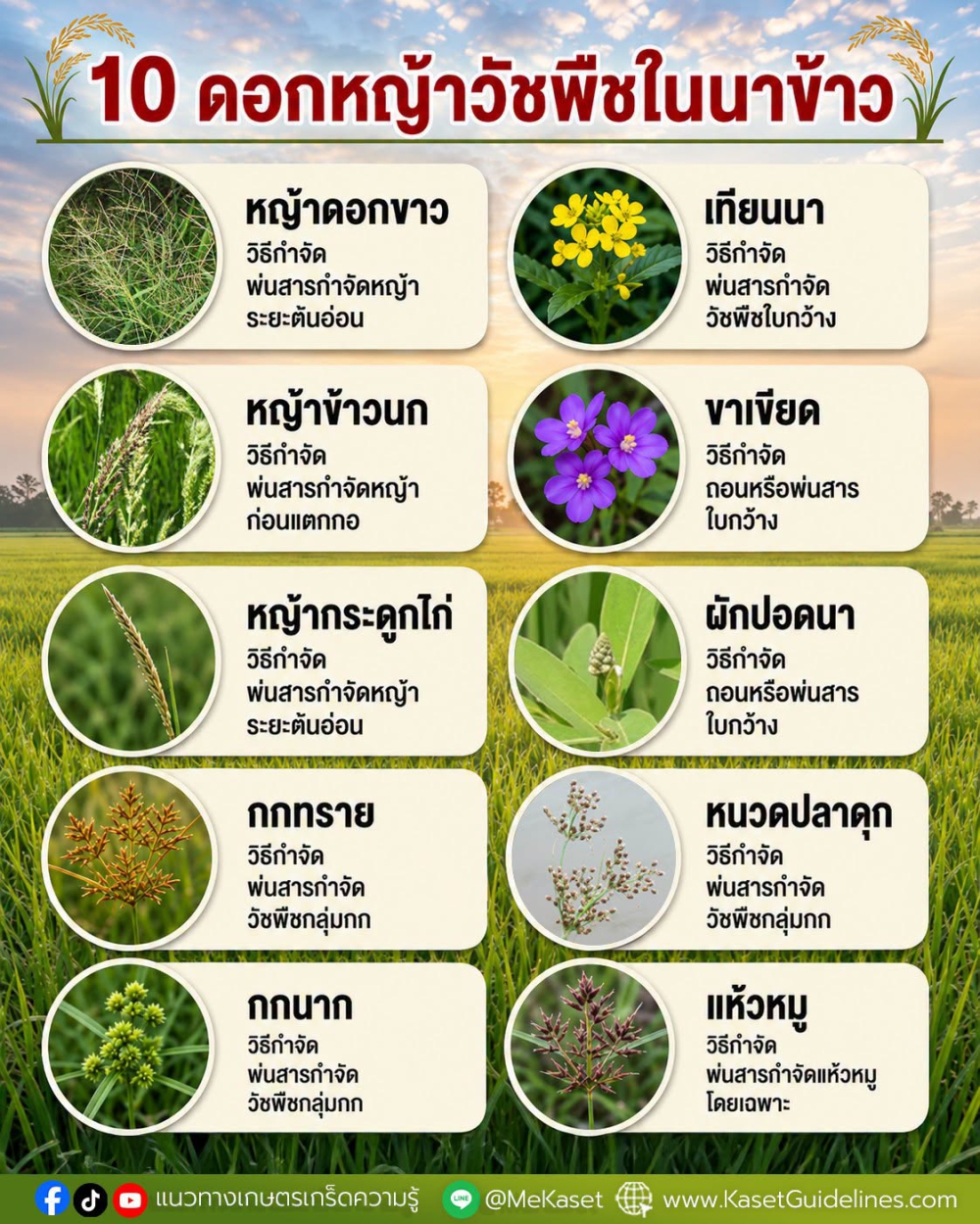 10ดอกหญ้าวัชพืชในนาข้าว