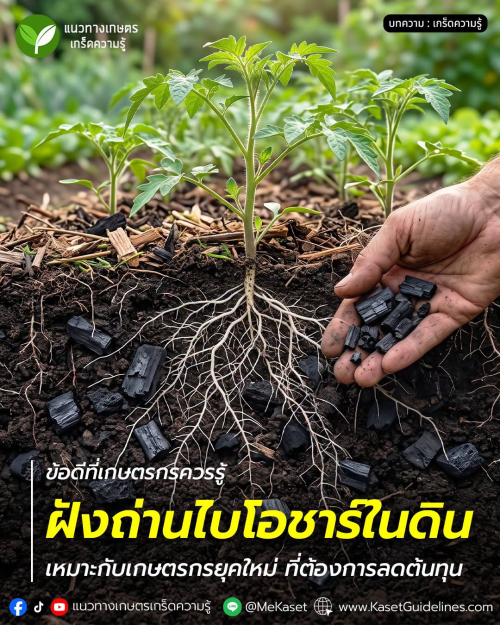 การฝังถ่านไบโอชาร์ในดิน