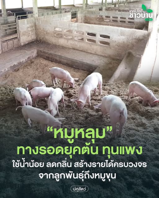 “หมูหลุม”ทางรอดยุคต้นทุนแพง