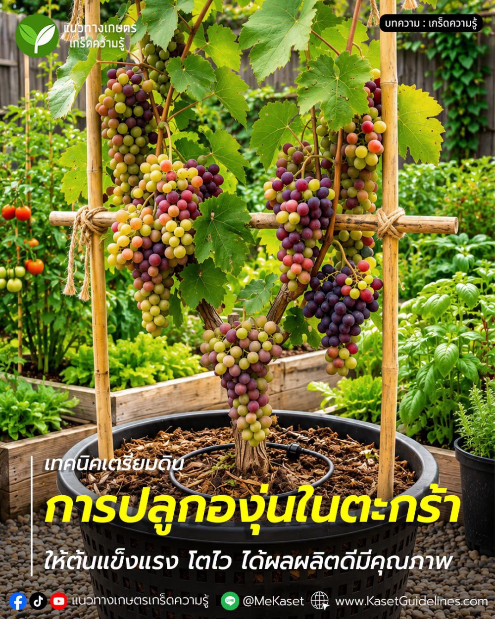 เทคนิคเตรียมดินปลูกองุ่นในตะกร้า