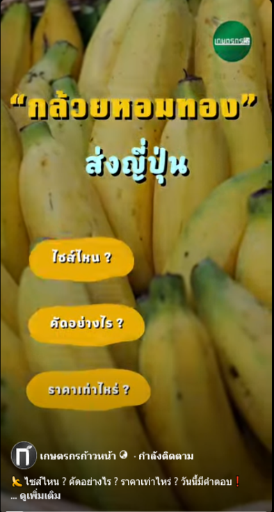 กล้วยหอมทองส่งออกประเทศญี่ปุ่น