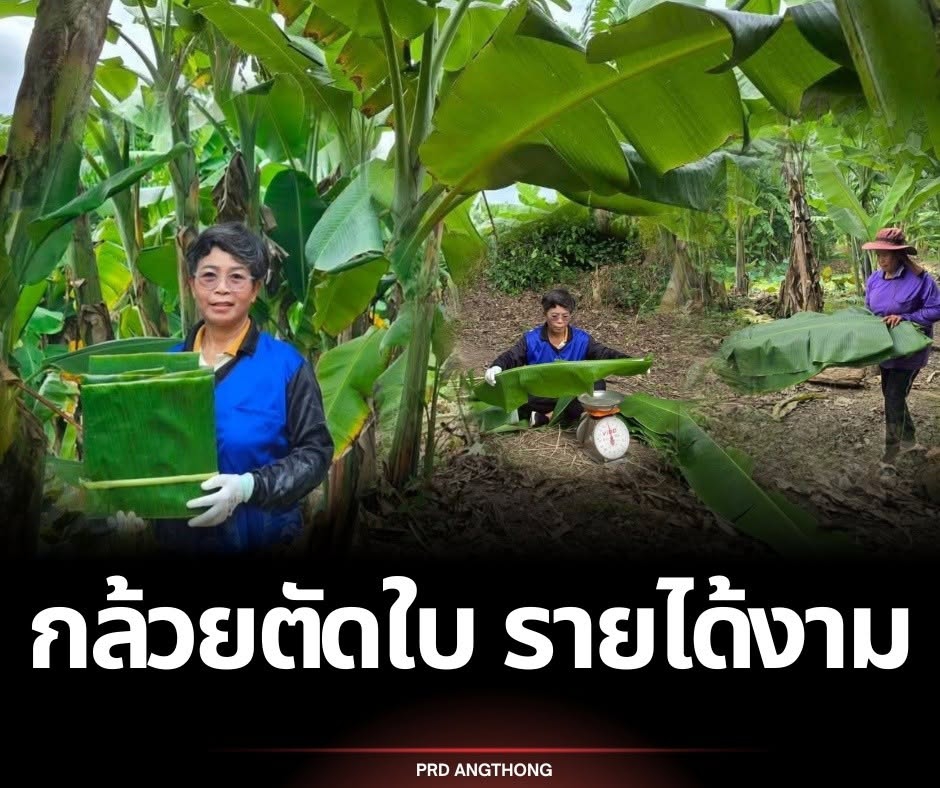 ปลูกกล้วยตานีตัดใบสร้างรายได้SmartFarmerอ่างทอง