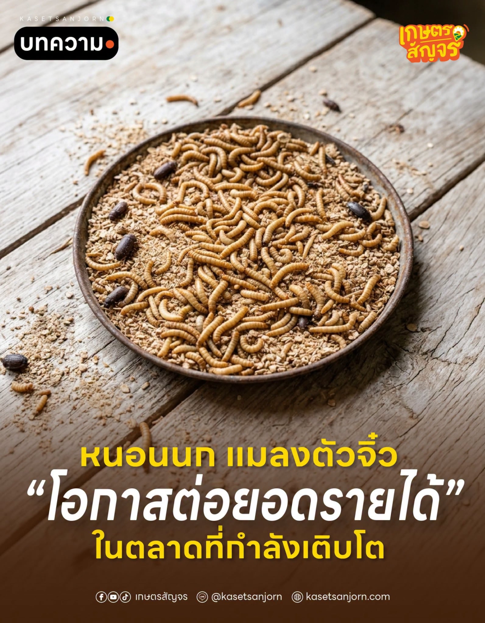 หนอนนกแมลงตัวจิ๋วกับโอกาสต่อยอดรายได้ในตลาดที่กำลังเติบโต