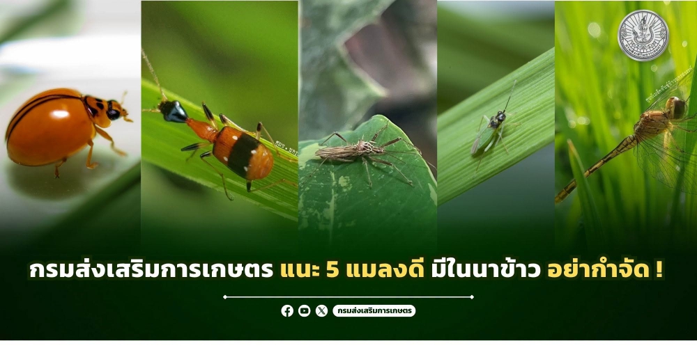 กรมส่งเสริมการเกษตร แนะ 5 แมลงดี มีในนาข้าว อย่ากำจัด