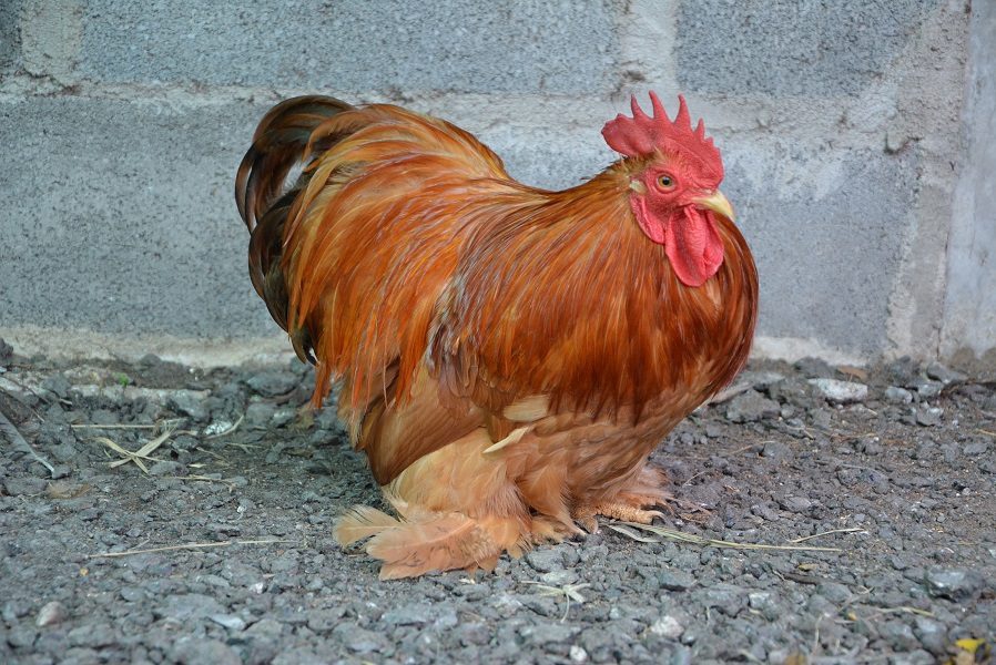 หนุ่มตาคลีนครสวรรค์แนะเทคนิคเลี้ยงไก่สวยงาม