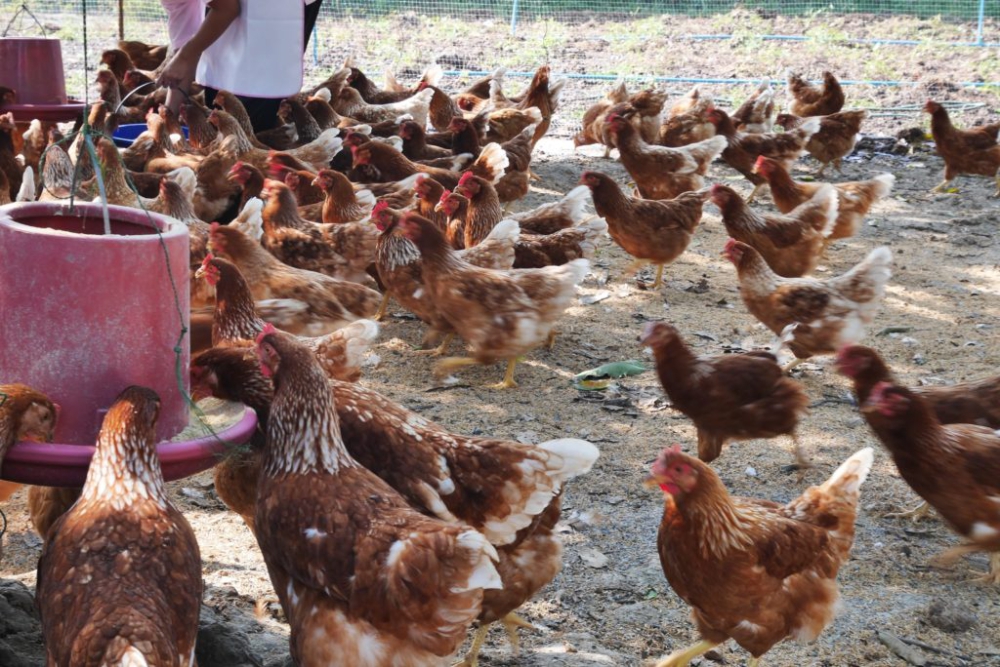 ต้นกล้วยหมัก 5 วัน สูตรลดต้นทุน แม่ไก่อารมณ์ดี