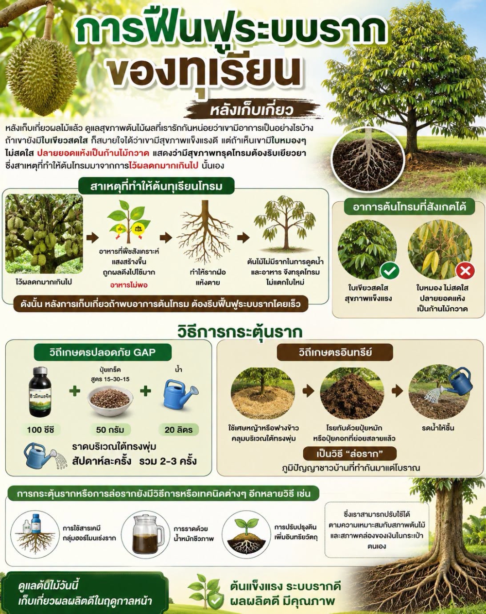 การฟื้นฟูระบบรากของทุเรียน