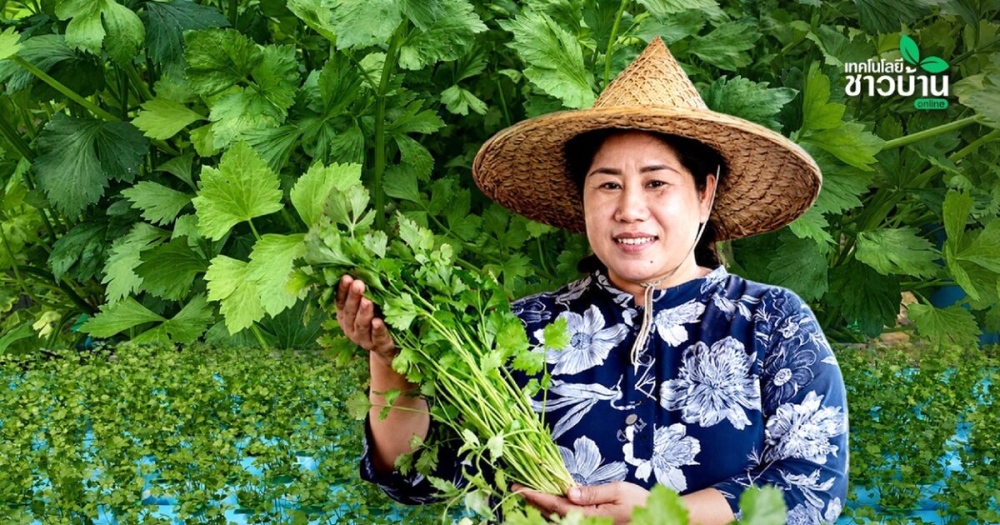 เกษตรกรตรังเปลี่ยนสวนยางพารา