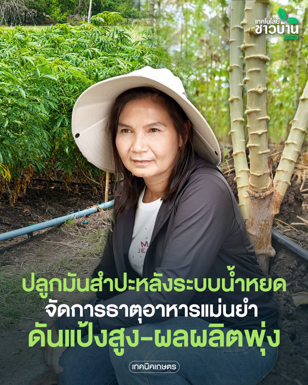 ปลูกมันสำปะหลังระบบน้ำหยด