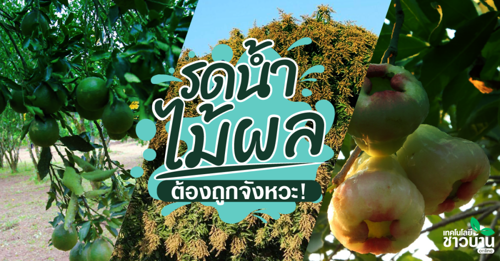 อาจพลาด! ไม้ผลไม่ออกดอก…อาจเพราะ “รดน้ำ”