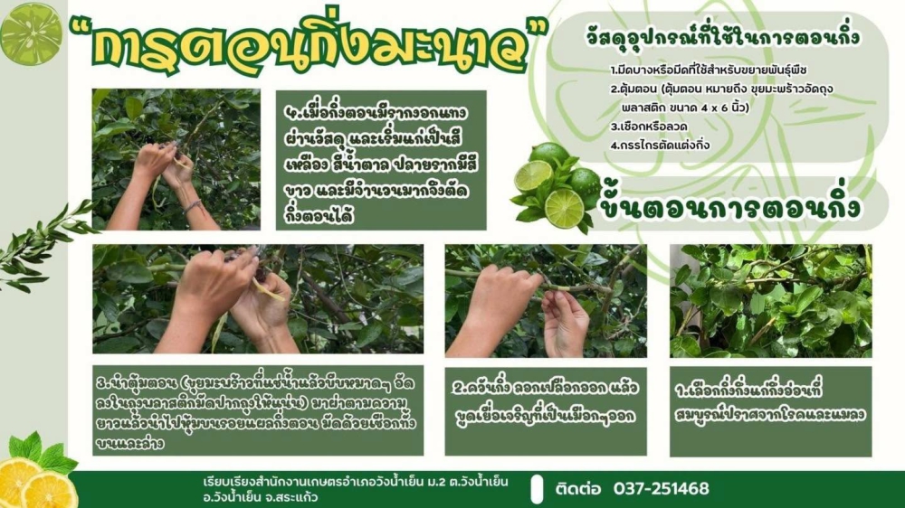 การตอนกิ่งมะนาว