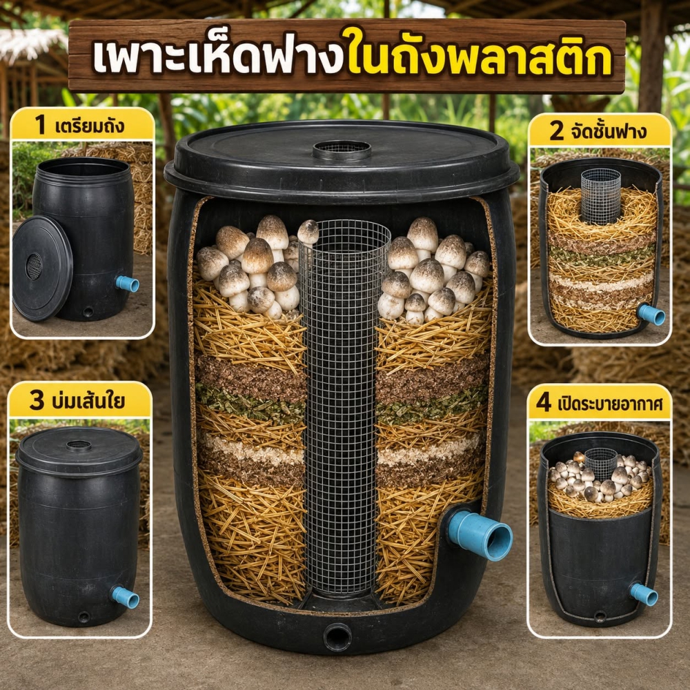 เพาะเห็ดฟางในถังพลาสติก พื้นที่น้อยก็ทำไว้กินได้